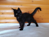 Zusätzliche Fotos: Schwarze Maine Coon, ein wunderschönes Kätzchen mit einer interessanten