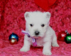 Foto №1. west highland white terrier - zum Verkauf in der Stadt Prag | Frei | Ankündigung № 124130