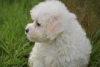 Foto №2 zu Ankündigung № 123644 zu verkaufen bichon frisé - einkaufen Deutschland quotient 	ankündigung