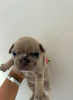 Foto №4. Ich werde verkaufen französische bulldogge in der Stadt Cape May. quotient 	ankündigung - preis - 426€