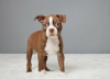 Foto №2 zu Ankündigung № 120709 zu verkaufen boston terrier - einkaufen Litauen quotient 	ankündigung