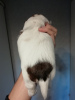 Foto №2 zu Ankündigung № 80224 zu verkaufen shih tzu - einkaufen Litauen quotient 	ankündigung, züchter