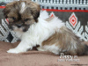 Foto №1. shih tzu - zum Verkauf in der Stadt Штутгарт | verhandelt | Ankündigung № 44777