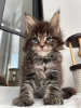 Foto №4. Ich werde verkaufen maine-coon-katze in der Stadt Trier. quotient 	ankündigung - preis - 400€