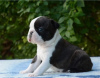 Foto №2 zu Ankündigung № 95464 zu verkaufen boston terrier - einkaufen Serbien züchter