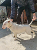 Foto №3. Bullterrier-Welpen zu verkaufen. Serbien