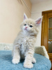 Foto №2 zu Ankündigung № 125553 zu verkaufen maine-coon-katze - einkaufen Großbritannien quotient 	ankündigung