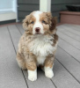 Foto №1. australian shepherd - zum Verkauf in der Stadt Kaunas | verhandelt | Ankündigung № 120599