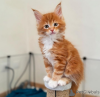 Foto №1. maine-coon-katze - zum Verkauf in der Stadt Zürich | 250€ | Ankündigung № 121325