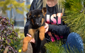 Zusätzliche Fotos: Mädchen, Deutscher Schäferhund, mit einem vollständigen Paket von Dokumenten