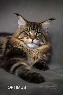 Foto №3. Maine Coon. Kätzchen. Russische Föderation