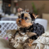 Foto №4. Ich werde verkaufen yorkshire terrier in der Stadt Los Angeles. züchter - preis - 379€