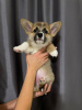 Foto №4. Ich werde verkaufen welsh corgi in der Stadt Warschau. quotient 	ankündigung - preis - Frei