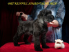 Foto №4. Ich werde verkaufen russischer schwarzer terrier in der Stadt Kiew. vom kindergarten, züchter - preis - verhandelt