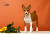 Foto №4. Ich werde verkaufen basenji in der Stadt Bobruisk. vom kindergarten - preis - verhandelt