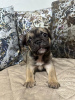 Foto №2 zu Ankündigung № 117744 zu verkaufen französische bulldogge - einkaufen Serbien 