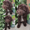 Foto №1. lagotto romagnolo - zum Verkauf in der Stadt Belgrad | verhandelt | Ankündigung № 58689