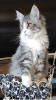 Zusätzliche Fotos: Reinrassige Maine Coon-Kätzchen aus der Cattery
