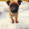 Foto №2 zu Ankündigung № 9335 zu verkaufen mischlingshund - einkaufen Kasachstan quotient 	ankündigung