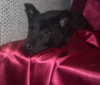 Foto №2 zu Ankündigung № 9264 zu verkaufen mischlingshund - einkaufen Russische Föderation aus dem tierheim