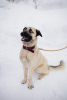 Foto №1. mischlingshund - zum Verkauf in der Stadt Москва | Frei | Ankündigung № 99450