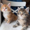 Foto №2 zu Ankündigung № 123654 zu verkaufen maine-coon-katze - einkaufen Deutschland quotient 	ankündigung