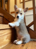 Foto №3. Beautiful Welsh Corgi Puppies For Sale. Deutschland