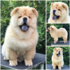 Foto №2 zu Ankündigung № 109591 zu verkaufen chow-chow - einkaufen Serbien 