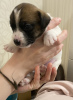 Zusätzliche Fotos: Wunderbare Jack Russell Terrier Welpen suchen ein Zuhause und fürsorgliche