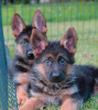 Foto №4. Ich werde verkaufen deutscher schäferhund in der Stadt Loznica. züchter - preis - 300€