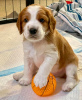 Foto №1. welsh springer spaniel - zum Verkauf in der Stadt Copenhague | verhandelt | Ankündigung № 117491