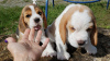 Foto №2 zu Ankündigung № 124542 zu verkaufen beagle - einkaufen Deutschland quotient 	ankündigung