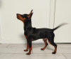 Foto №3. Zwergpinscher-Welpen Rüden aus Tallinn, ausgezeichnete Abstammung, sozialisiert. Estland