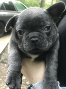 Foto №1. französische bulldogge - zum Verkauf in der Stadt Moskau | Verhandelt | Ankündigung № 2349