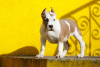 Foto №1. amerikanischer staffordshire terrier - zum Verkauf in der Stadt Wrocław | 800€ | Ankündigung № 19822
