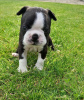 Foto №3. Entzückende Boston Terrier-Welpen zur kostenlosen Adoption. Deutschland