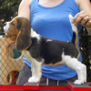 Foto №3. Wunderschöne Beagle-Welpen. (männlich und weiblich). Deutschland