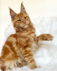 Foto №1. maine-coon-katze - zum Verkauf in der Stadt Colorado Springs | 284€ | Ankündigung № 103254