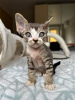 Foto №2 zu Ankündigung № 121031 zu verkaufen devon rex - einkaufen Deutschland quotient 	ankündigung, züchter