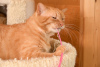 Zusätzliche Fotos: Die prächtige Katze Orange ist bereit, Ihr persönlicher Sonnenschein zu werden.