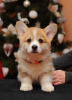 Foto №3. Erstaunliche Corgi-Welpen. Ukraine