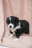 Foto №3. Miniatur American Shepherd (Mini Aussie) Welpen zu verkaufen. Russische Föderation