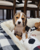 Foto №2 zu Ankündigung № 117602 zu verkaufen beagle - einkaufen Deutschland quotient 	ankündigung