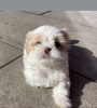 Foto №3. Shih Tzu. USA