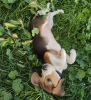 Foto №4. Ich werde verkaufen beagle in der Stadt Братислава. quotient 	ankündigung - preis - verhandelt