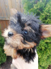 Foto №2 zu Ankündigung № 105640 zu verkaufen biewer terrier, yorkshire terrier - einkaufen Estland quotient 	ankündigung, vom kindergarten, züchter