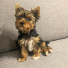 Foto №2 zu Ankündigung № 127444 zu verkaufen yorkshire terrier - einkaufen Lettland quotient 	ankündigung