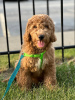 Foto №1. labradoodle - zum Verkauf in der Stadt Chicago | Frei | Ankündigung № 119405