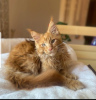 Foto №1. maine-coon-katze - zum Verkauf in der Stadt Houston | Frei | Ankündigung № 114546