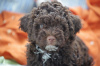 Foto №3. Lagotto Romagnolo Welpen. Kroatien